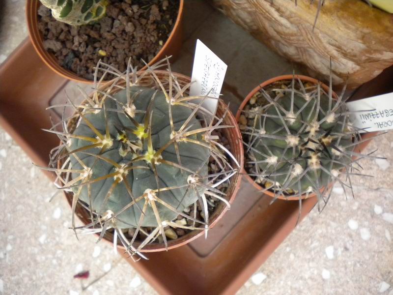 Gymnocalycium spegazzinii 