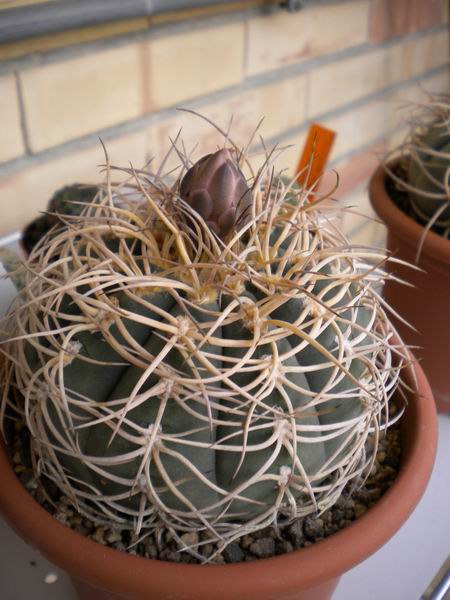 Gymnocalycium spegazzinii ssp. cardenasianum 