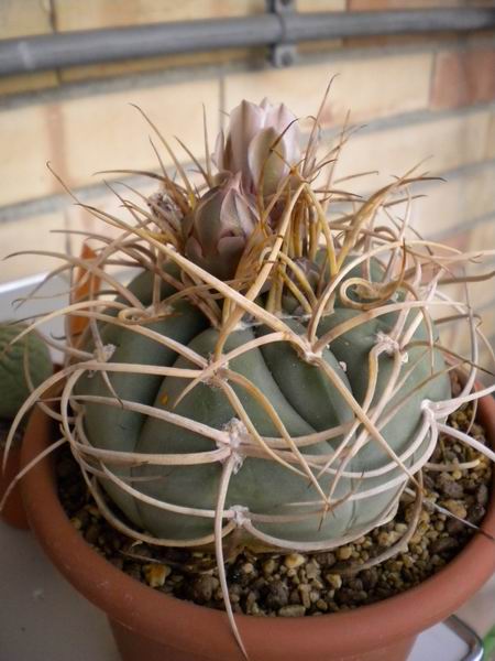 Gymnocalycium spegazzinii ssp. cardenasianum 