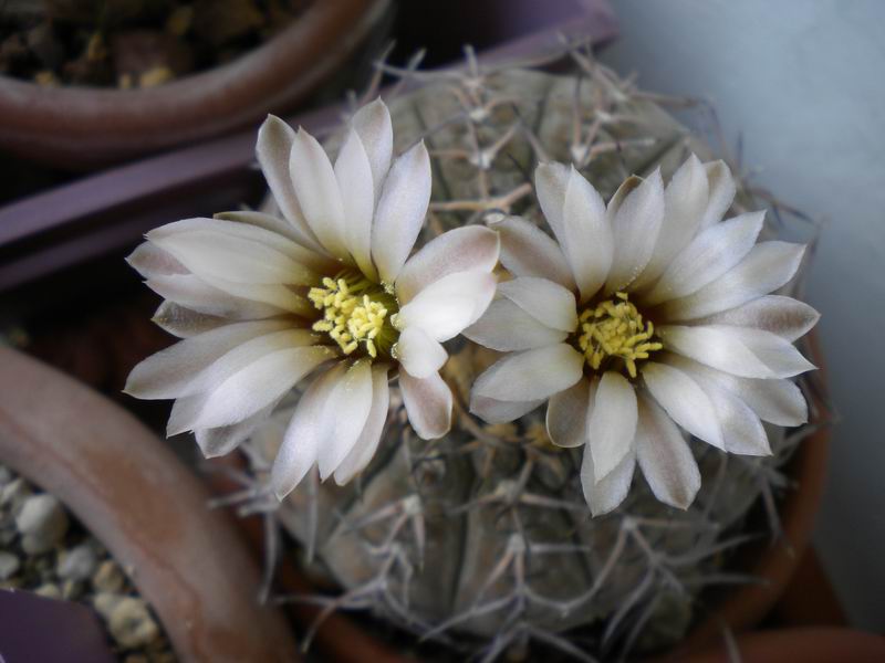 Gymnocalycium stellatum 