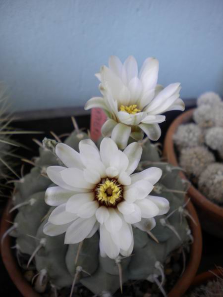 Gymnocalycium vatteri 