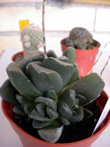haworthia truncata 