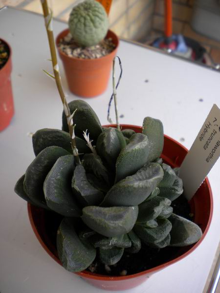 Haworthia truncata 