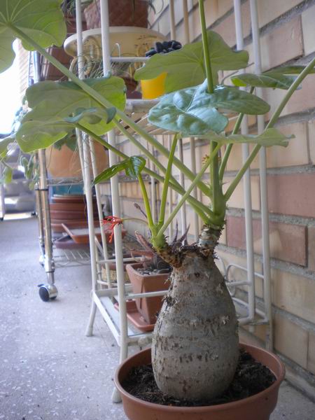 Jatropha podagrica 