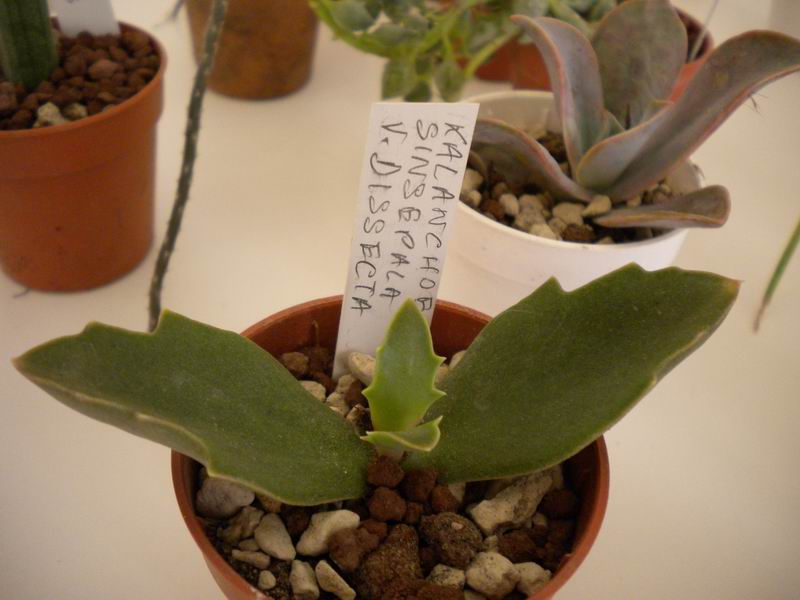 Kalanchoe synsepala f. dissecta 