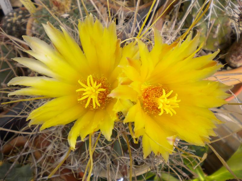 Leuchtenbergia principis 