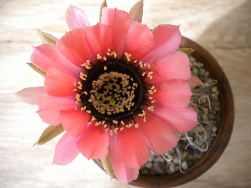 Lobivia jajoiana v. fleischeriana 