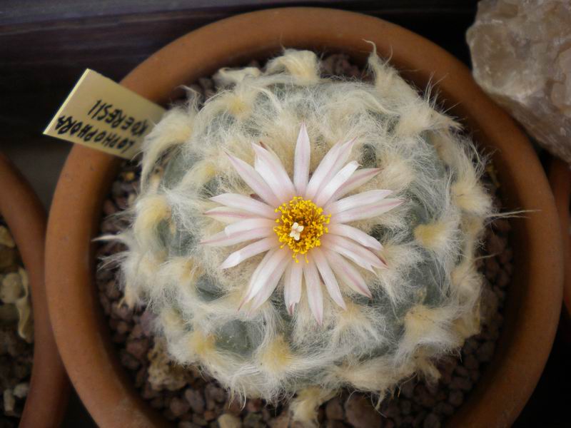 Lophophora diffusa v. koehresii 