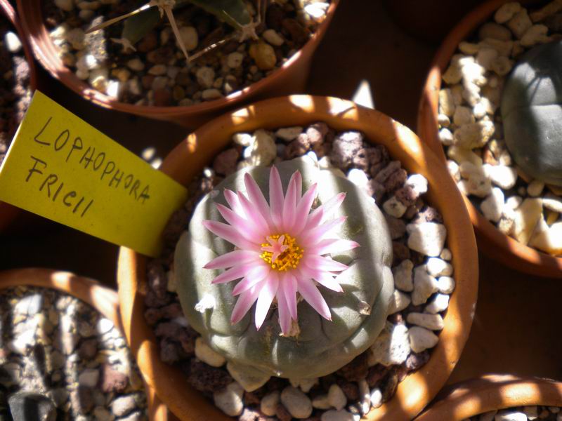 Lophophora fricii 