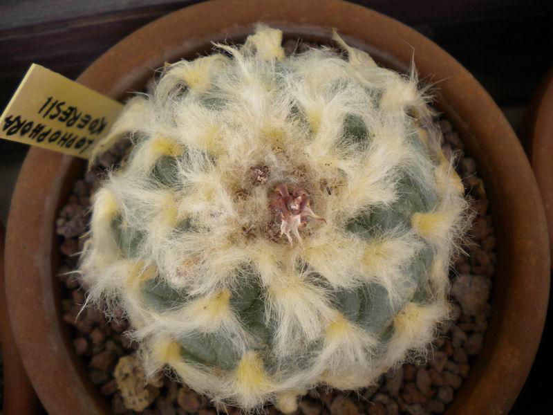 Lophophora diffusa v. koehresii 