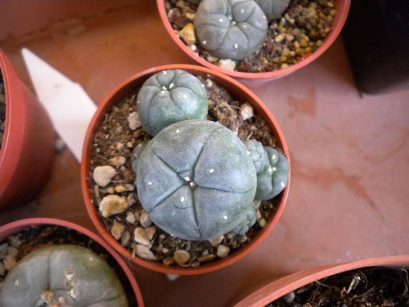 Lophophora williamsii 