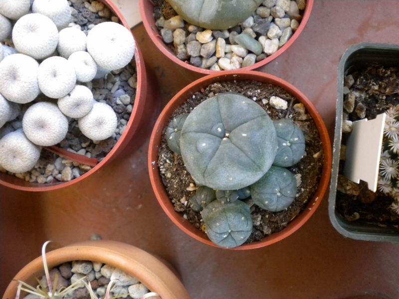 Lophophora williamsii 