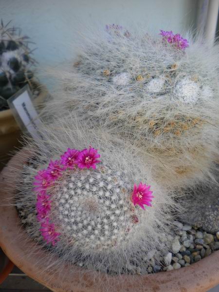 Mammillaria hahniana 