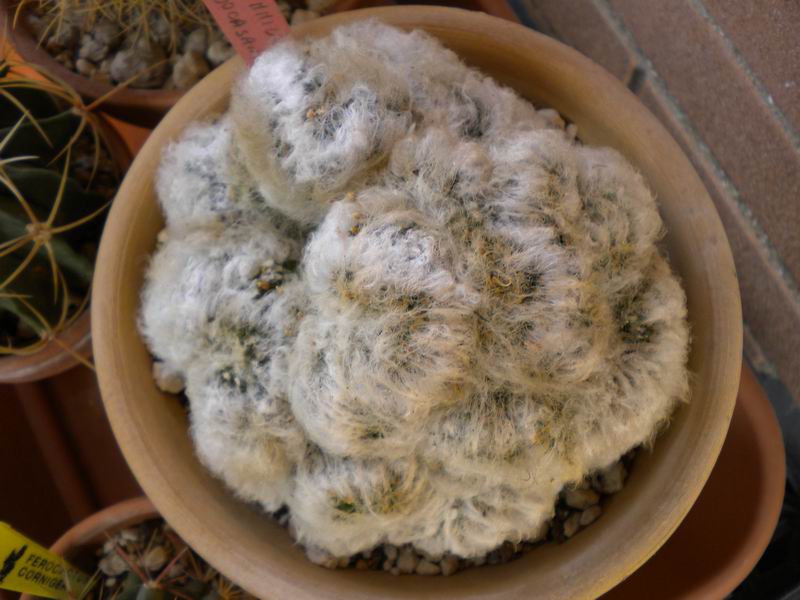 Mammillaria bocasana f. cristata 