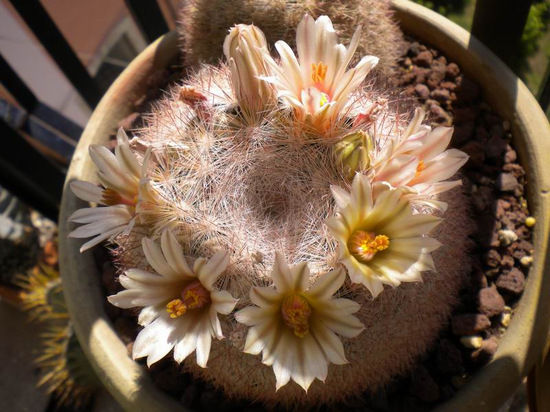 Mammillaria candida 