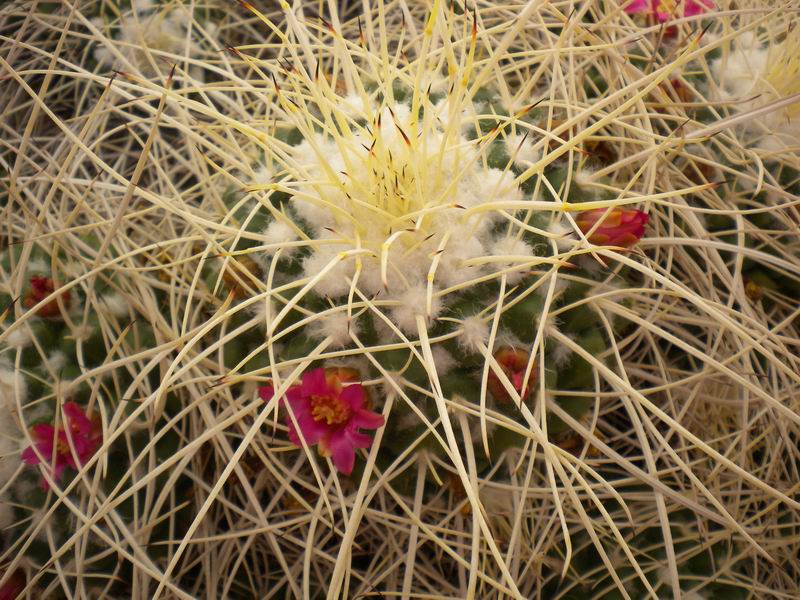 Mammillaria compressa 