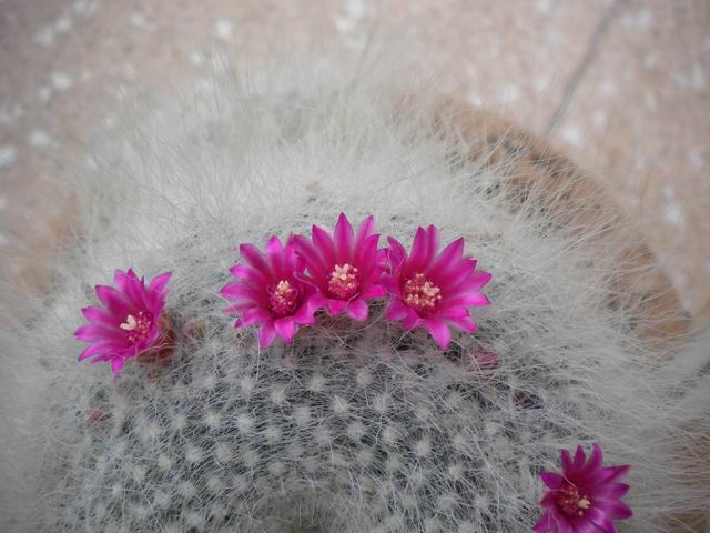 Mammillaria hahniana 