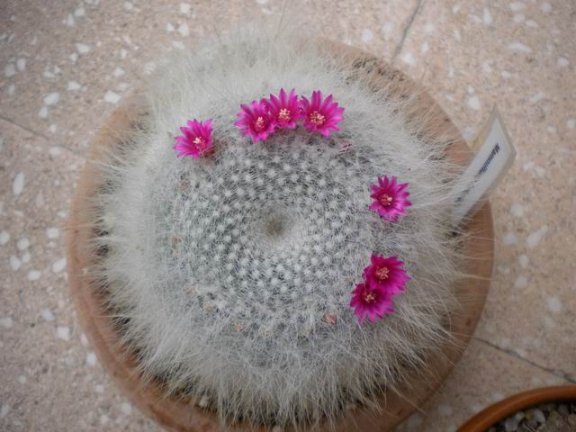 Mammillaria hahniana 