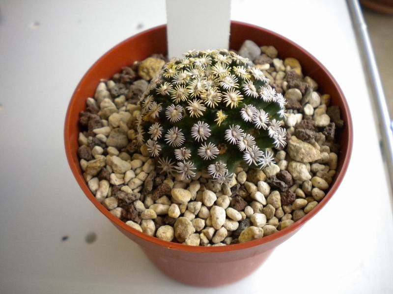 Mammillaria hernandezii 