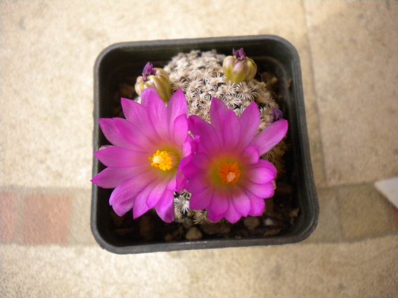 Mammillaria hernandezii 