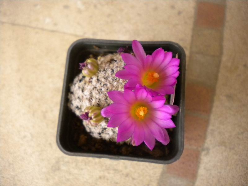 Mammillaria hernandezii 