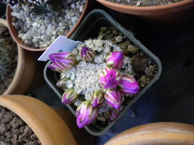 Mammillaria hernandezii 