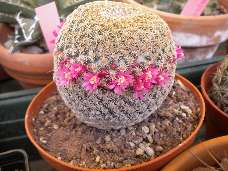 Mammillaria huitzilopochtli 