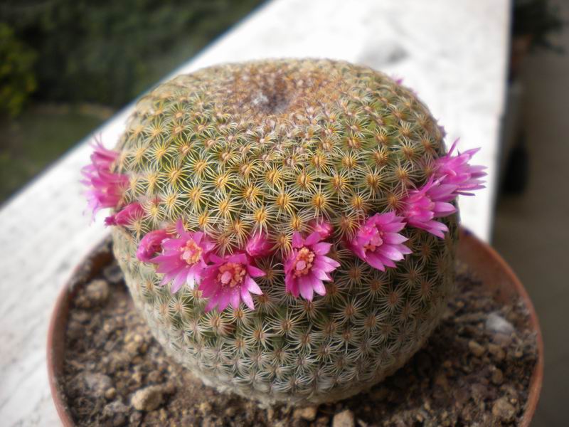 Mammillaria huitzilopochtli 