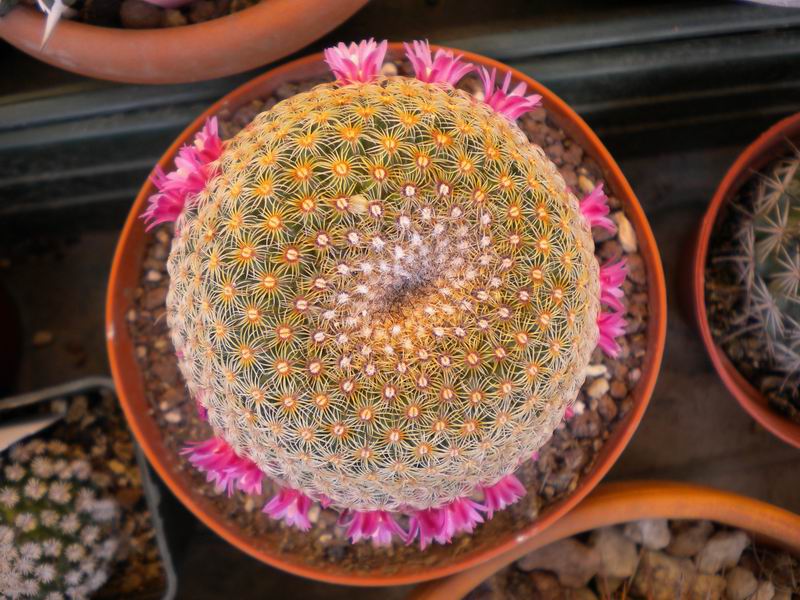 Mammillaria huitzilopochtli 