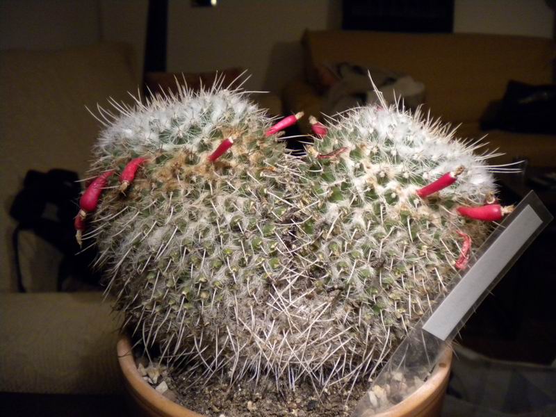 Mammillaria karwinskiana ssp. nejapensis 