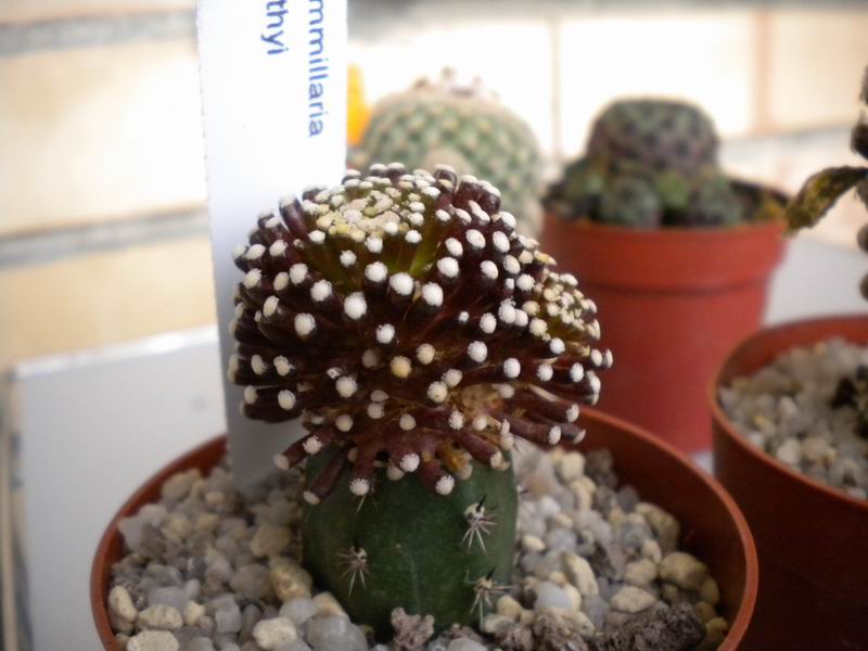 Mammillaria luethyi 