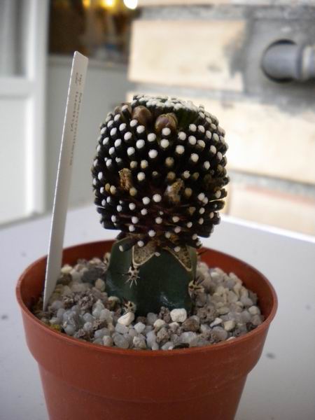 Mammillaria luethyi 