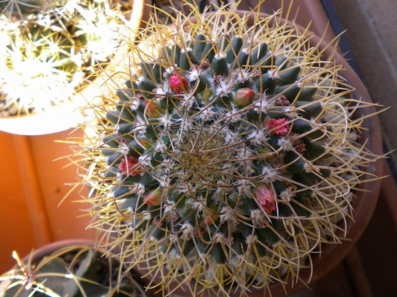 Mammillaria polythele ssp. obconella 