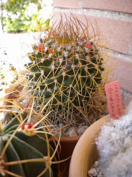 Mammillaria polythele ssp. obconella 