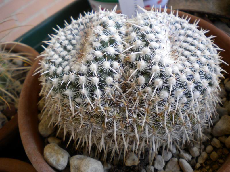 mammillaria parkinsonii 