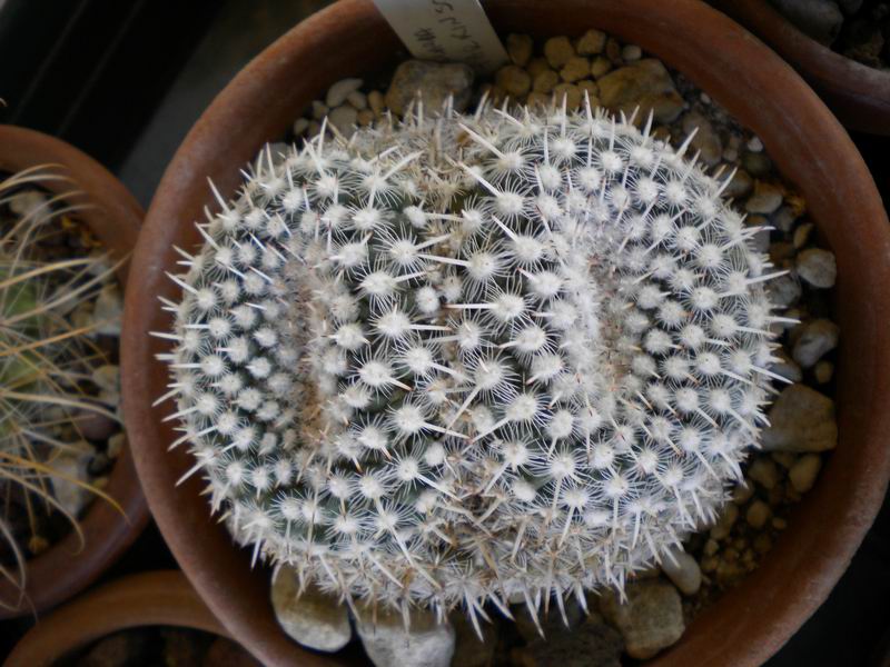 mammillaria parkinsonii 