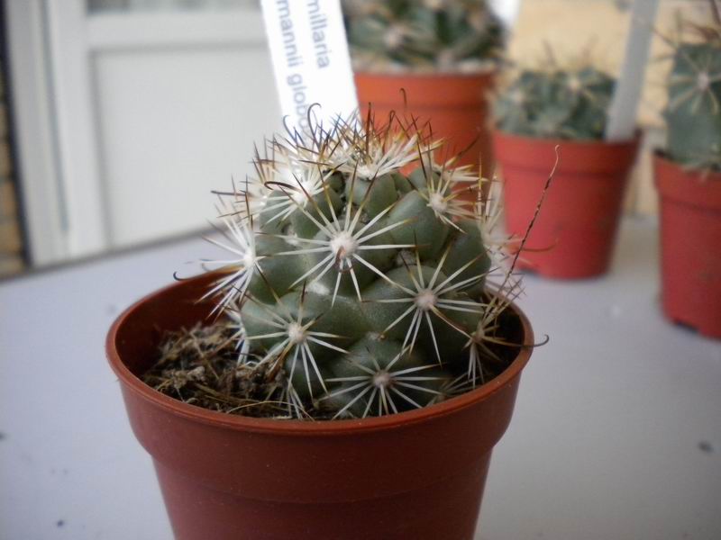 Mammillaria schumannii 