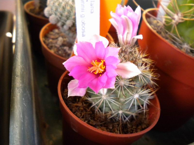 Mammillaria schumannii v. globosa 