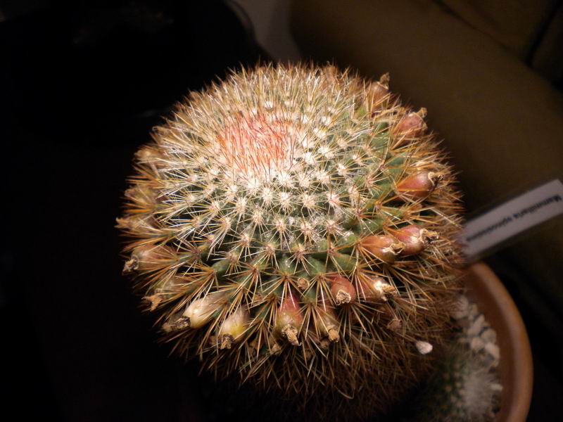 Mammillaria spinosissima 