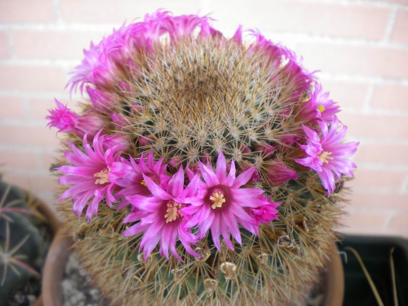 Mammillaria spinosissima 