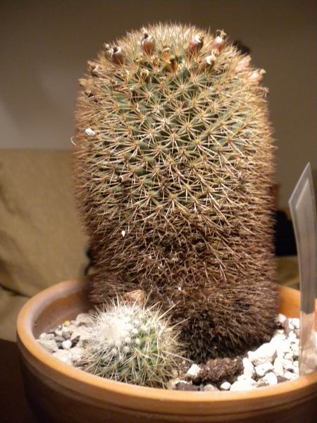 Mammillaria spinosissima 