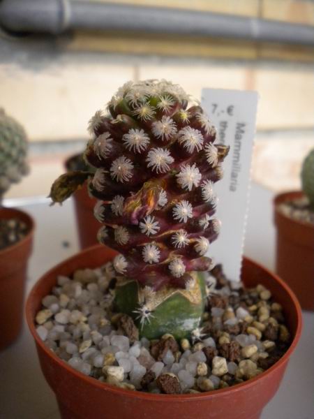 Mammillaria theresae 