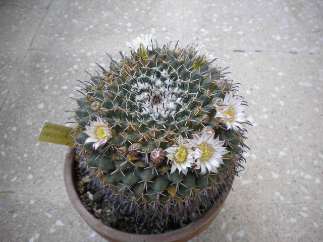 Mammillaria uncinata 