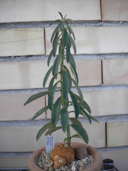 monadenium crispum