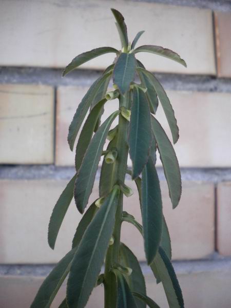 Monadenium crispum 