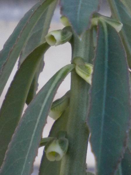 Monadenium crispum 