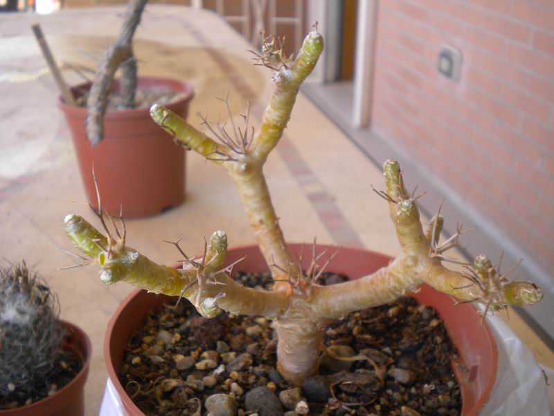 Othonna euphorbioides 