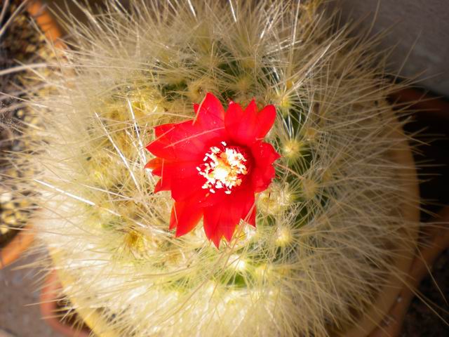 parodia  