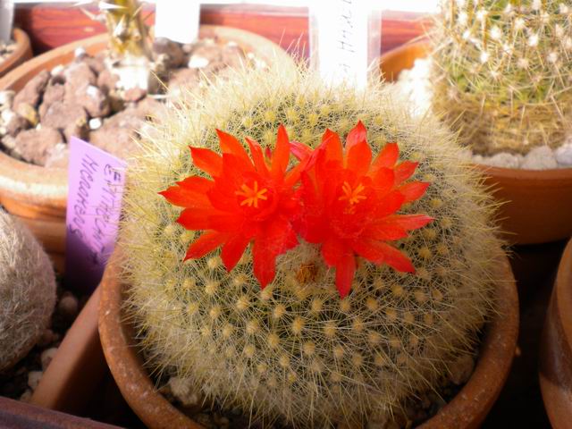 Parodia haselbergii 