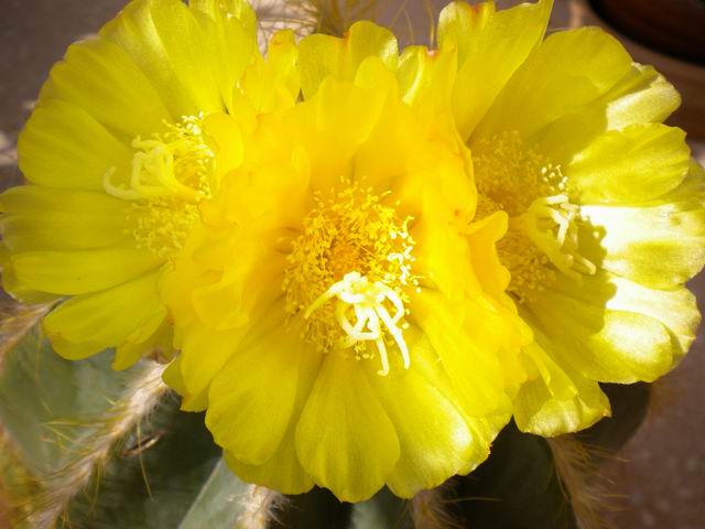 Parodia magnifica 